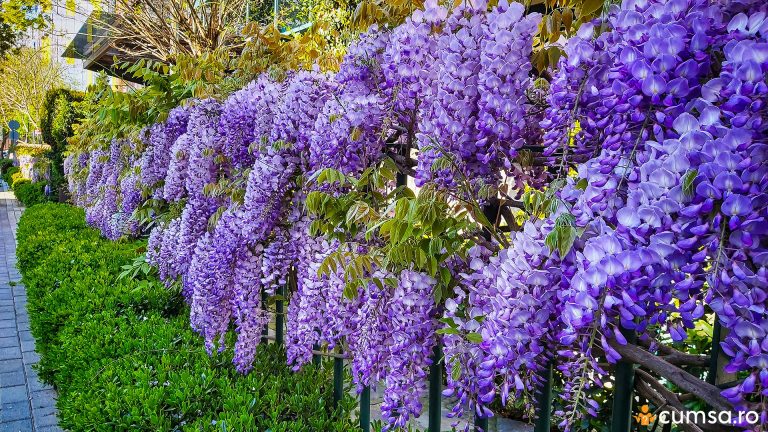 De ce nu infloreste glicina. Cum sa ajuti Wisteria sa fie plina de flori