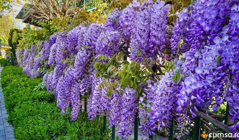 De ce nu infloreste glicina. Cum sa ajuti Wisteria sa fie plina de flori