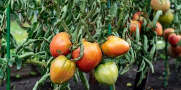 De ce se ofilesc frunzele la rosii. Cum sa procedezi pentru ca tomatele sa isi revina