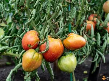 De ce se ofilesc frunzele la rosii. Cum sa procedezi pentru ca tomatele sa isi revina