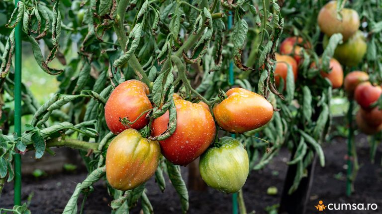 De ce se ofilesc frunzele la rosii. Cum sa procedezi pentru ca tomatele sa isi revina