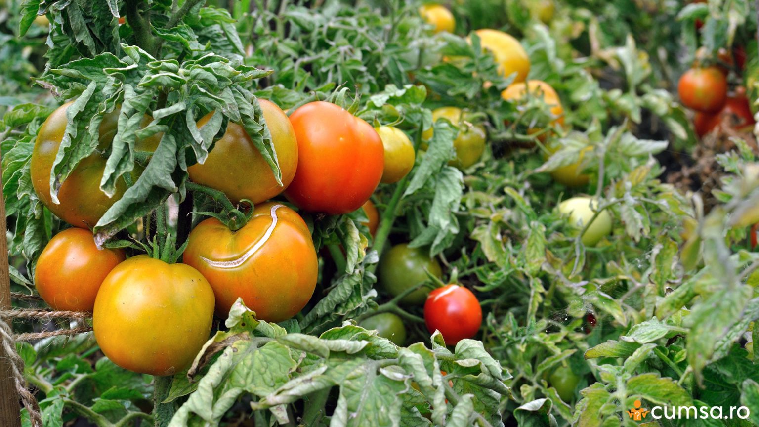 De ce se rasucesc frunzele la rosii. Cum sa ingrijesti plantele pentru
