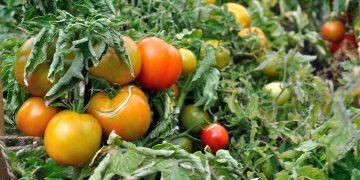 De ce se rasucesc frunzele la rosii. Cum sa ingrijesti plantele pentru a isi reveni
