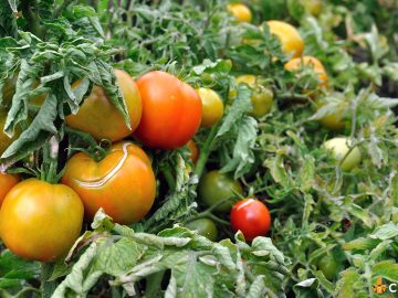 De ce se rasucesc frunzele la rosii. Cum sa ingrijesti plantele pentru a isi reveni