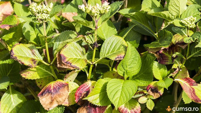 De ce usuca frunzele la hortensie. Cum sa ajuti planta sa isi revina