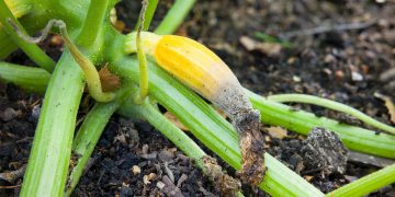 Deficienta de calciu la dovlecei. Care sunt primele semne si cum sa ajuti plantele sa isi revina