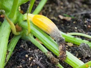 Deficienta de calciu la dovlecei. Care sunt primele semne si cum sa ajuti plantele sa isi revina