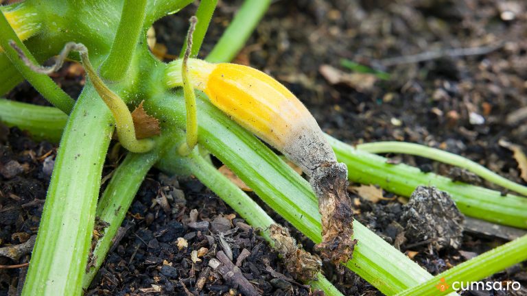 Deficienta de calciu la dovlecei. Care sunt primele semne si cum sa ajuti plantele sa isi revina
