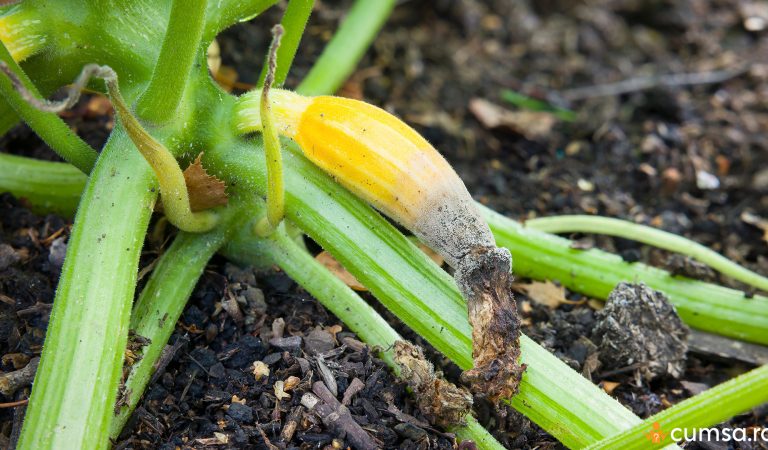 Deficienta de calciu la dovlecei. Care sunt primele semne si cum sa ajuti plantele sa isi revina