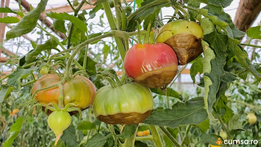 Deficienta de nutrienti la tomate