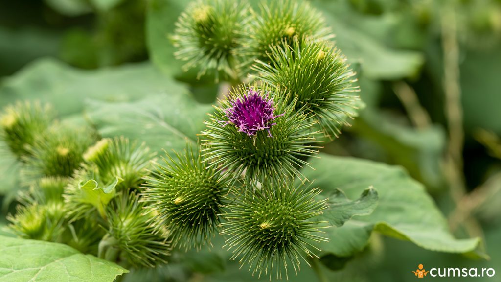 Floare de brusture