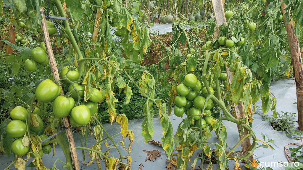 Frunze ofilite la tomatele din gradina