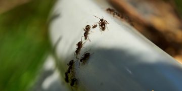 Furnici in pamantul de la flori. Cum sa scapi de aceste insecte si ce trebuie sa faci