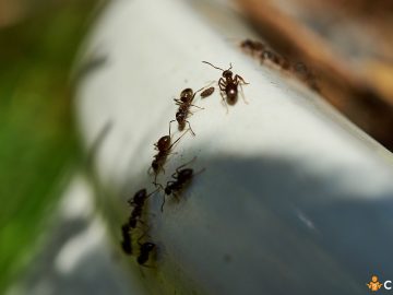 Furnici in pamantul de la flori. Cum sa scapi de aceste insecte si ce trebuie sa faci