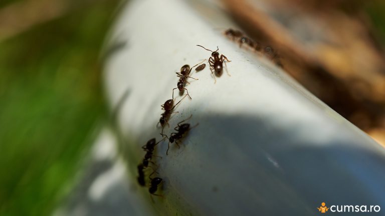 Furnici in pamantul de la flori. Cum sa scapi de aceste insecte si ce trebuie sa faci