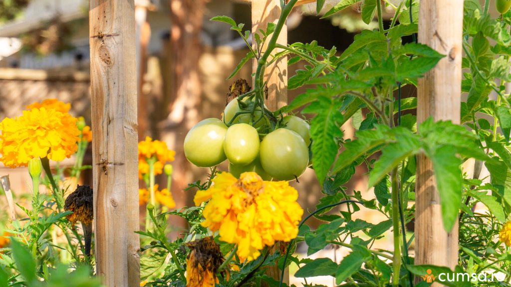 Galbenele plantate langa tomate