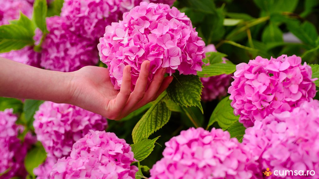 Hortensie roz inflorita