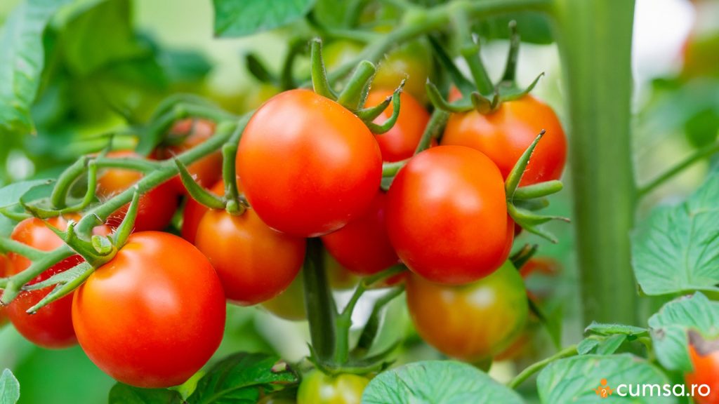 Ingrasaminte naturale pentru tomate