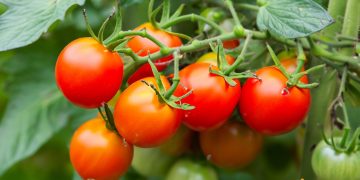 Ingrasaminte naturale pentru tomate. Cum sa le utilizezi si care sunt cele mai bune