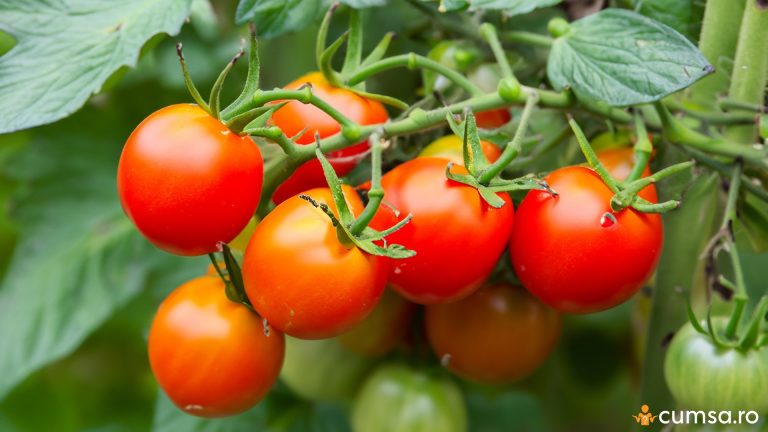 Ingrasaminte naturale pentru tomate. Cum sa le utilizezi si care sunt cele mai bune