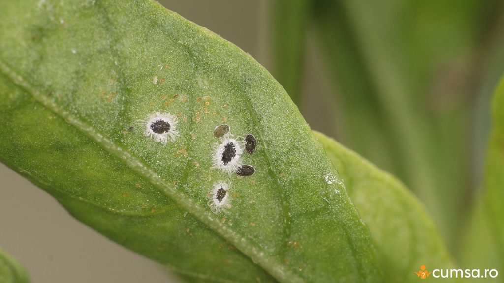 Larve musculita alba