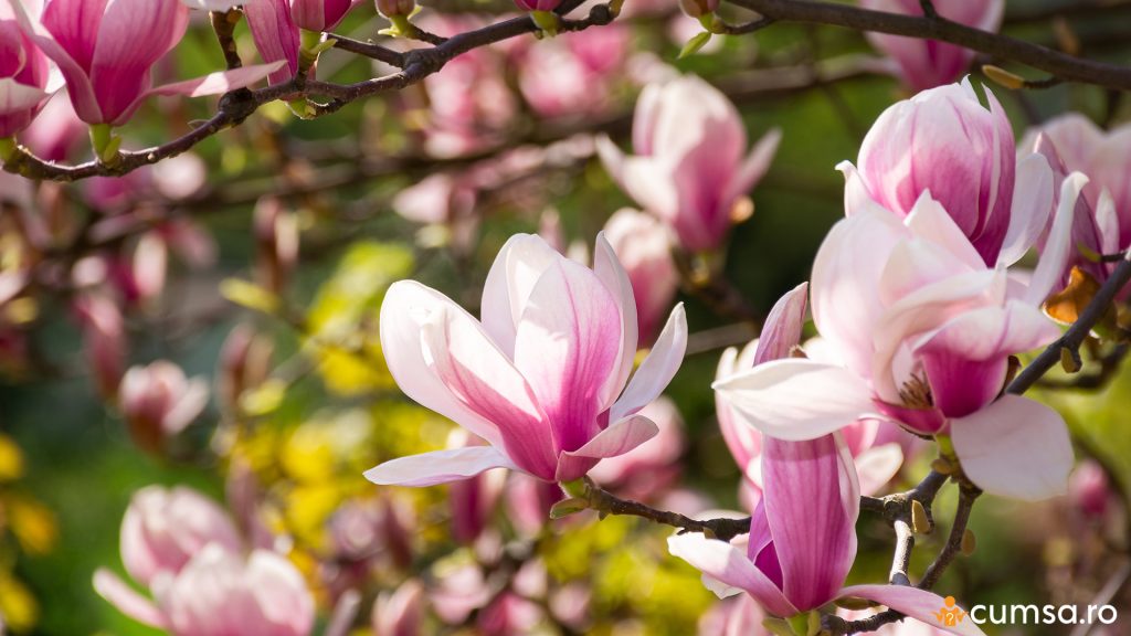 Magnolie inflorita