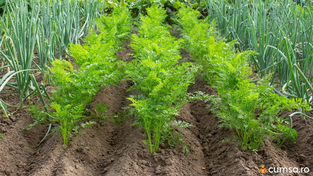 Morcovi cultivati in gradina
