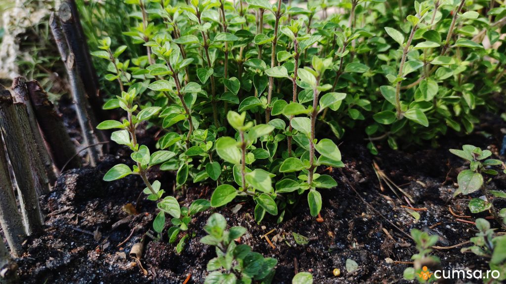 Oregano cultivat in gradina