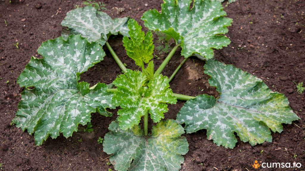 Planta afectata de fainare