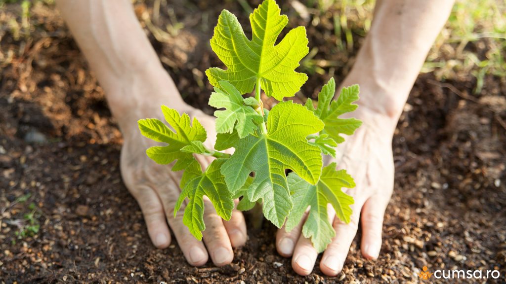 Plantarea butasului de smochin