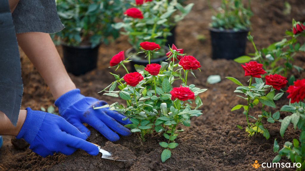 Plantarea trandafirilor in curte