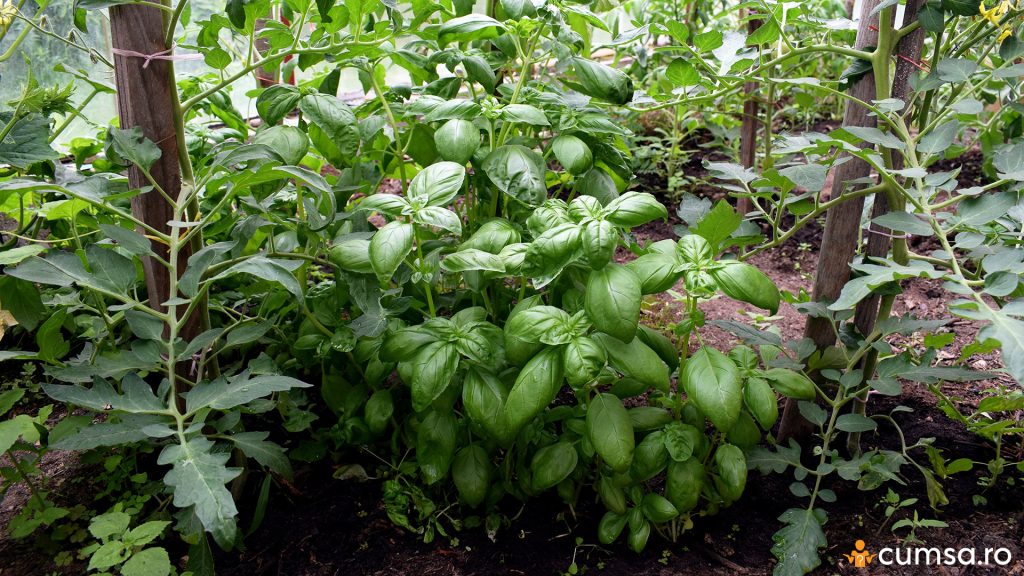 Plante aromatice langa rosii