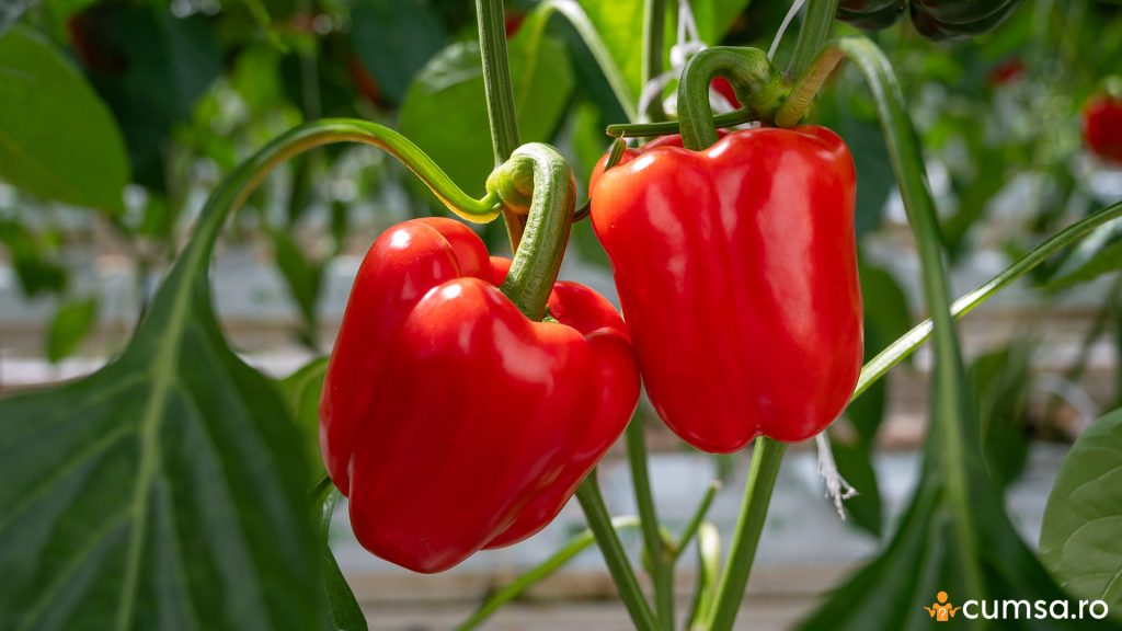 Plante companion pentru ardei