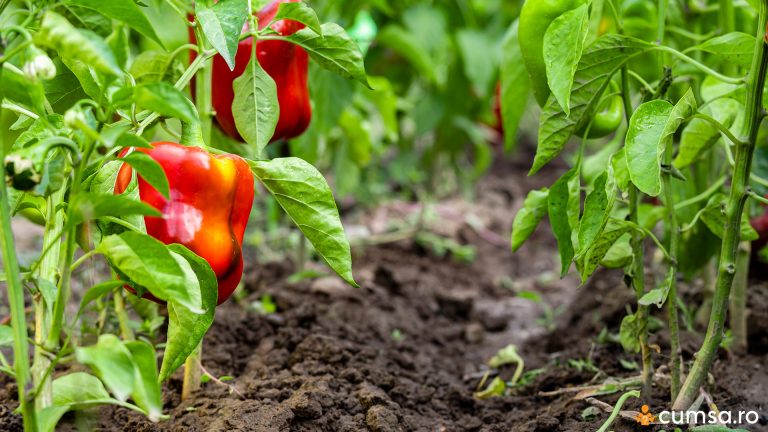 Plante companion pentru ardei. Cum sa le alegi si de ce sunt importante