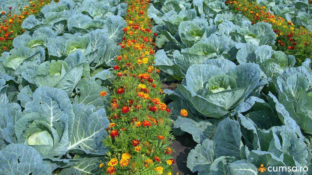 Plante companion pentru varza