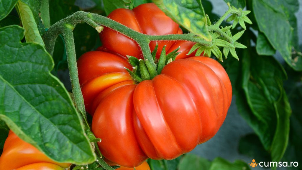 Tomata Brandywine coapta