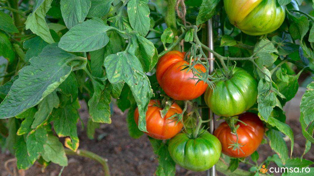 Tomate Beefsteak in gradina