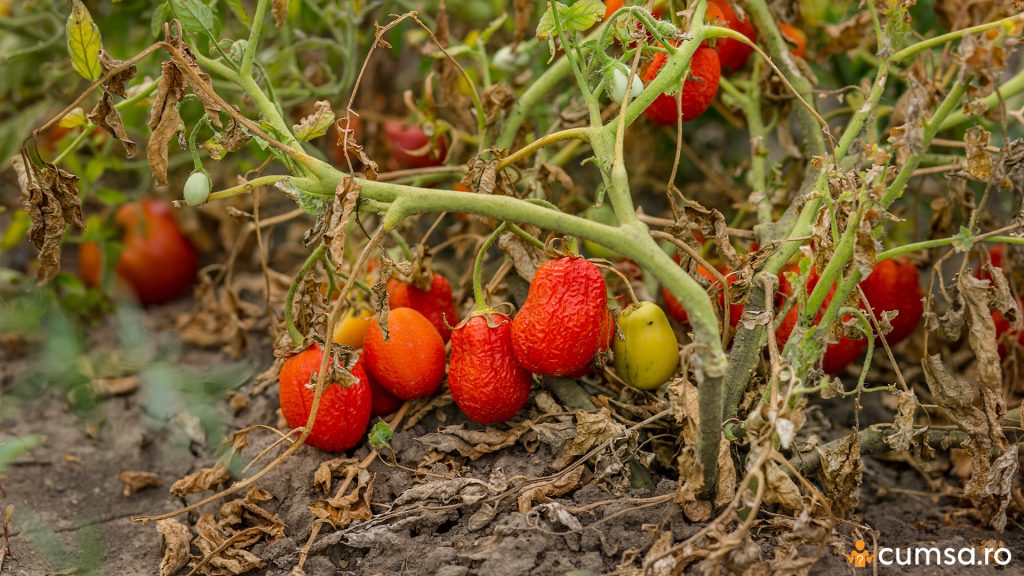 Tomate cu radacini putrezite