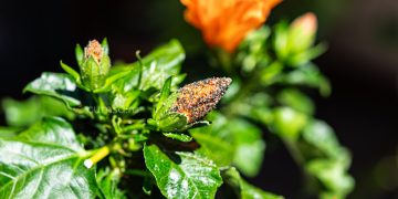 Tratament naturist purici trandafir japonez. Cum sa ai grija de planta ta pe cale naturala