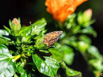 Tratament naturist purici trandafir japonez. Cum sa ai grija de planta ta pe cale naturala