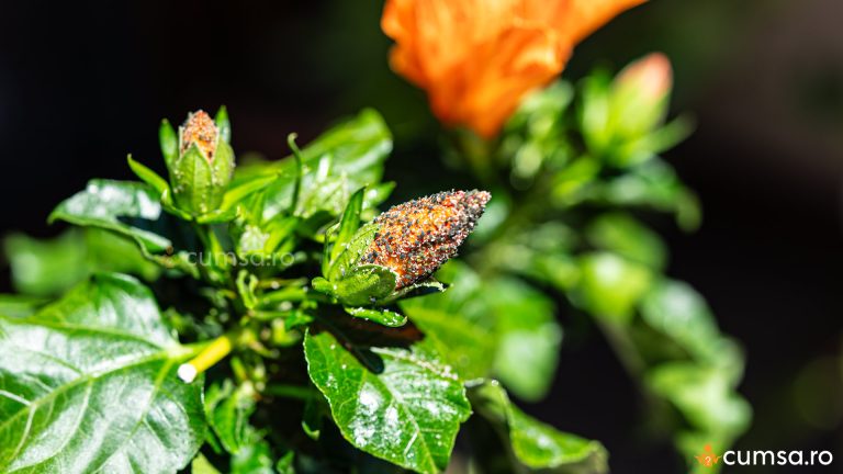 Tratament naturist purici trandafir japonez. Cum sa ai grija de planta ta pe cale naturala