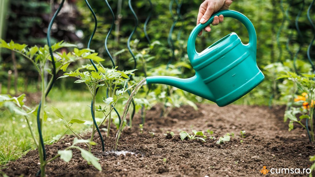Udarea tomatelor in gradina