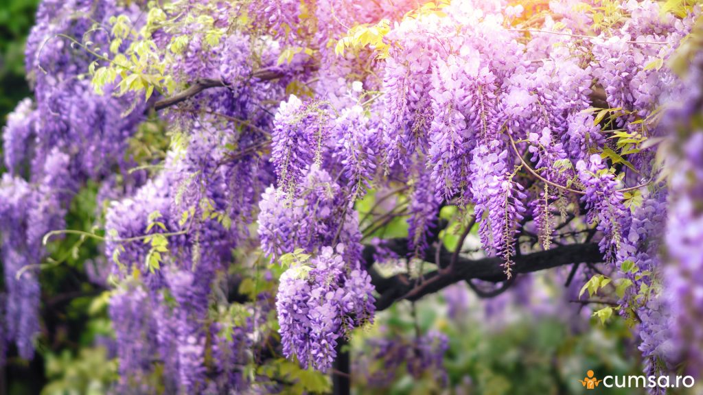 Wisteria inflorita