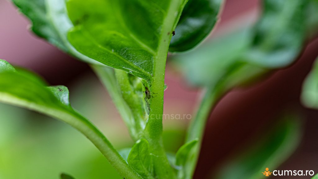 Afide la busuioc