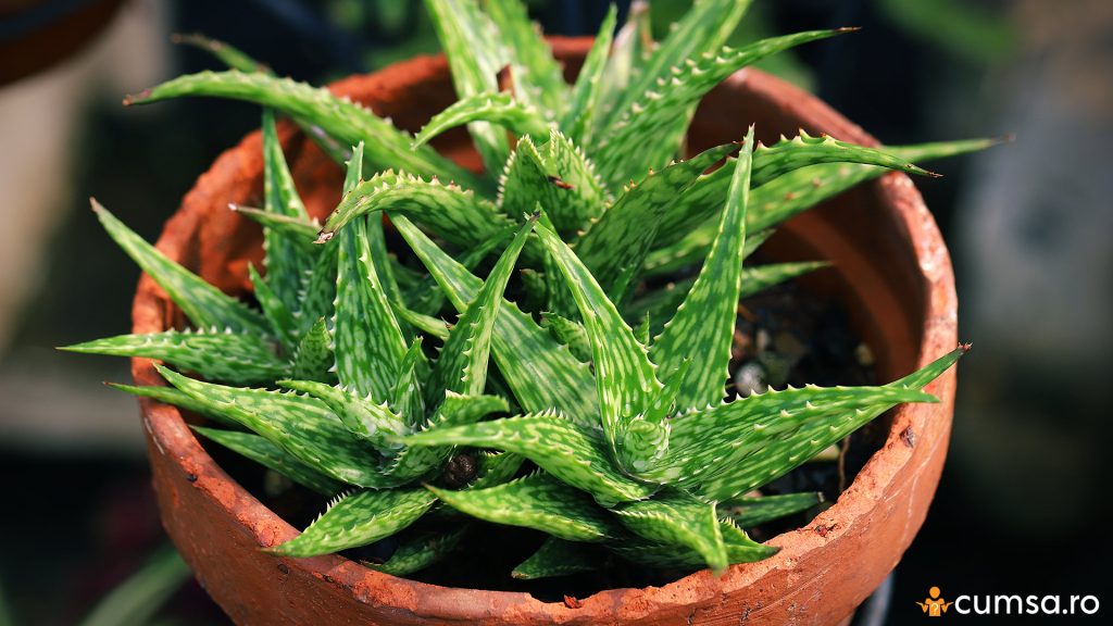 Aloe vera in ghiveci