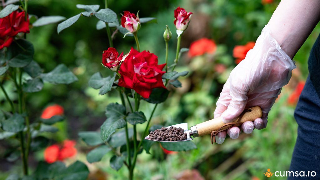 Cand se fertilizeaza trandafirii