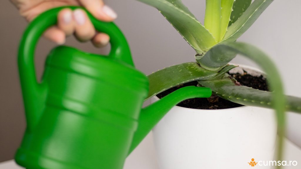 Cat de des se uda aloe vera