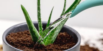 Cat de des se uda aloe vera. Cum sa iti dai seama ca are nevoie de apa