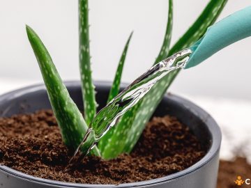 Cat de des se uda aloe vera. Cum sa iti dai seama ca are nevoie de apa
