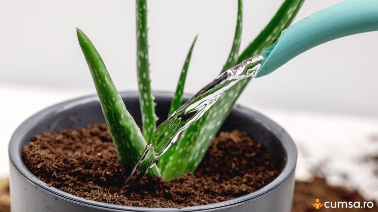 Cat de des se uda aloe vera. Cum sa iti dai seama ca are nevoie de apa